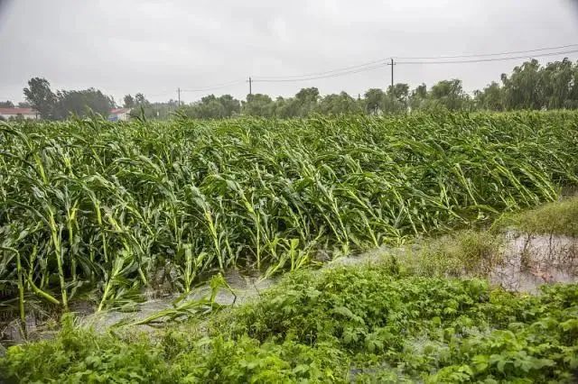 狂风暴雨后，玉米倒伏到底扶不扶？附：急救措施